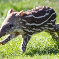 Freakytapir